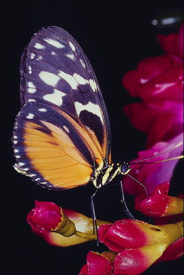 Бабочка с фиолетовыми краями крыльев и оранжевым основанием