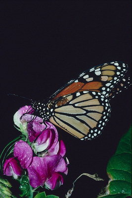 Разнообразие коричневого оттенка на крыльях бабочки, белый горошек