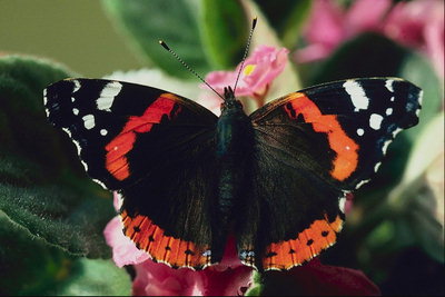 Бабочка с черными крыльями и красно-белыми полосками