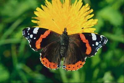 Бабочка на солнечном одуванчику