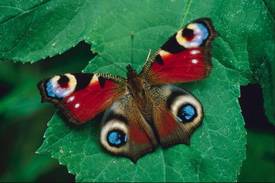 Бабочка на широком листке в каплях росы