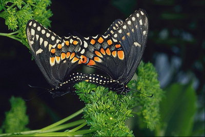 Бабочка с длинным телом, черными атласными крыльями в оранжево-белые капельки