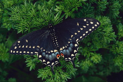 Черные крылья бабочки с белыми и серыми  каплями