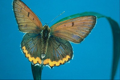 Бабочка на краешке растения