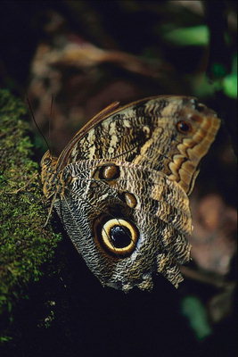 Крылья бабочки с выпуклостями
