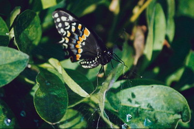 Бабочка среди паутины и зеленых листьев травы