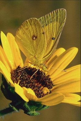 Бабочка с желтыми крыльями на сердцевине желтого цветка