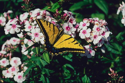 Бабочка с темно-желтыми крыльями среди бело-розовых цветов