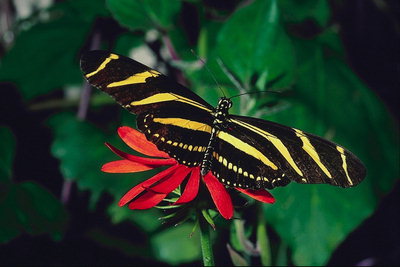 Полосатые крылья на фоне ярко-красного цветка
