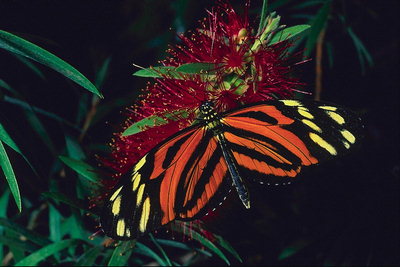 Бабочка с оранжево-желтыми крыльями в черную полоску