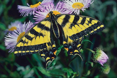 Бабочка на светло-сиреневых цветах
