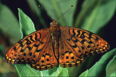Бабочка с оранжевыми крыльями с налетом коричневого цвета