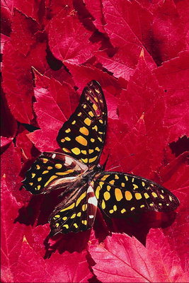Бабочка в оранжевых точках среди ярко-розового листья