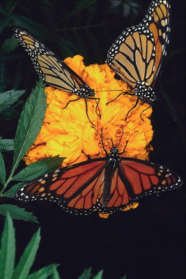 Бабочки в белый горошек на оранжевом цветке
