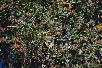 Милионы оранжевых бабочек среди ветвей дерева