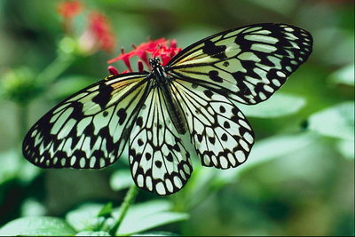 Бабочка с черными полосами и точками на крыльях