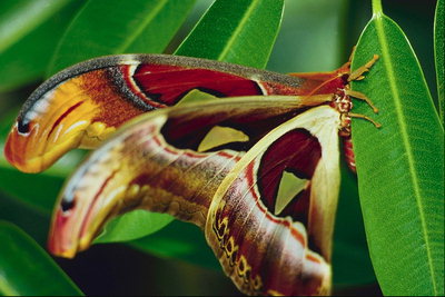 Бабочка с длинными крыльями в коричневых тонах