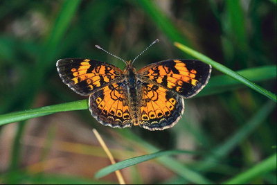 Бабочка с темно-коричневыми краями крыльев