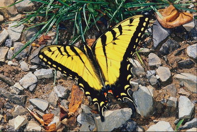 Бабочка желтого цвета на серых камнях 