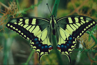 Бабочка с светло-салатовыми крыльями
