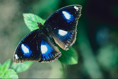 Бело-голубые точки на черных крыльях бабочки
