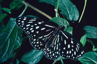 Черная бабочка в белый горошек