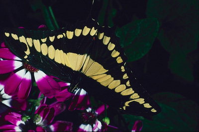 Сочетание черно-желтых крыльев с бело-розовыми цветами