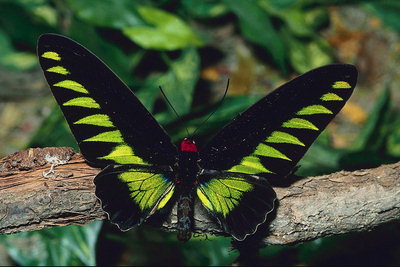 Бабочка с длинными крыльями черного и ярко-салатового тонов