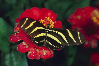 Бабочка на огненно-красном цветке