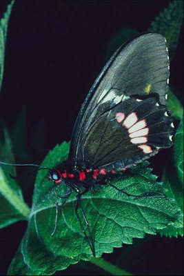 Черный мотылек с блеском на крыльях