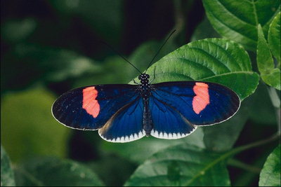 Бабочка темно-синего цвета с розовыми полосами на крыльях