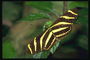 Бабочка с темно-коричневого цвета с бледно-желтыми полосками