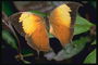 Бабочка с оранжевой серединой крыльев и коричневыми краями