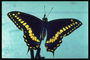 Черная бабочка с желтыми пятнами на крыльях на голубом фоне
