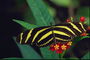 Бабочка с ярко-желтыми крыльями в черную полоску