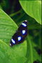 Бабочка черного цвета в белых пятнах с голубым ободком