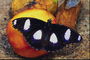 Черные крылья бабочки в белых пятнах сидит на спелом персике