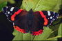 Бабочка с красными, фиолетовыми, коричневыми и белыми тонами крыльев