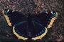 Бабочка темно-синего цвета с рядом голубых пятен на краях крыльев