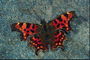 Бабочка тигристой окраски на сером фоне