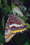 Бабочка с коричнево-желтыми полосами на  крыльях и пустой кокон