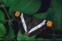 Бабочка темно-коричневого цвета в черную полоску с оранжевыми пятнами на крыльях