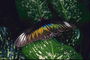 Коричневые крылья бабочки с оранжевыми и голубыми полосами
