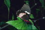 Черные крылья, красные пятна на теле бабочки
