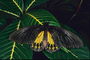 Бабочка с черными крылышками с атласным блеском