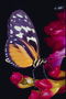 Бабочка с фиолетовыми краями крыльев и оранжевым основанием