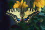 Бабочка с фигурными краями крыльев светло-желтого цвета