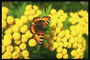 Бабочка со светлыми кончиками усиков на желтых цветах