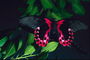 Бабочка с волнистыми крыльями черного и розового цветов