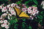 Бабочка с темно-желтыми крыльями среди бело-розовых цветов